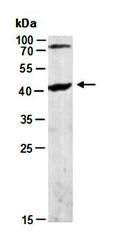 CXCR5 (N) Antibody, Rabbit Polyclonal