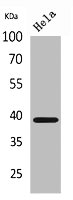 CXCR6 Antibody
