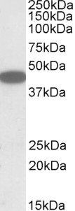 Goat anti-CXCR6 Antibody