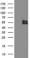 CXorf26 Antibody