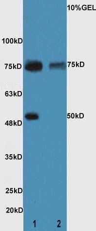 CXorf36 antibody