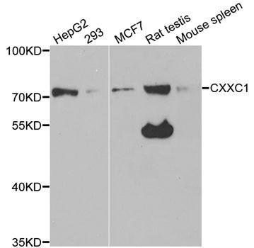 CXXC1 antibody