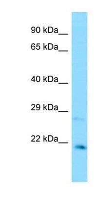 CXXC4 antibody