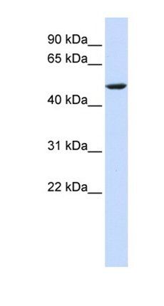 CYB561 antibody