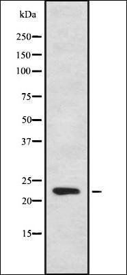 CYB561D1 antibody