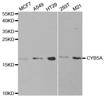CYB5A antibody