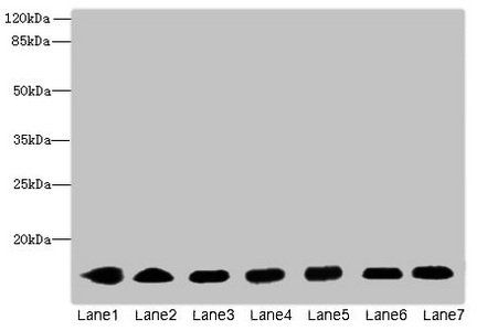 CYB5B antibody