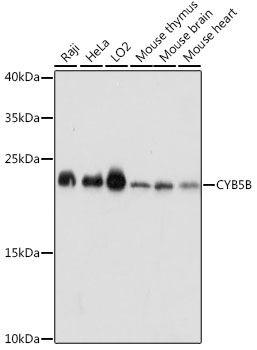 CYB5B antibody
