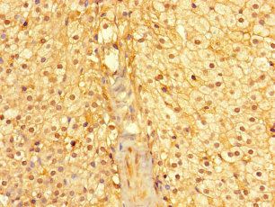 CYB5R1 Antibody