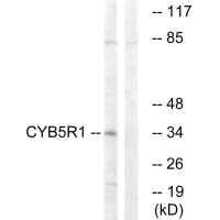 CYB5R1 antibody