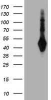 CYB5R2 Antibody