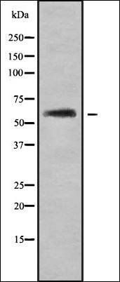 CYB5R4 antibody