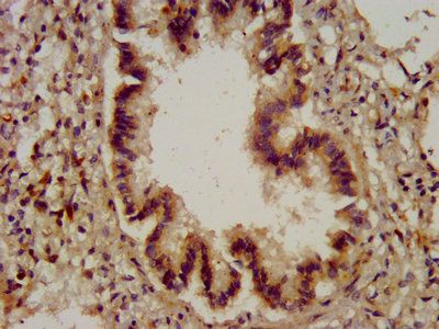 CYBA Antibody