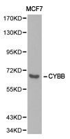 CYBB Antibody