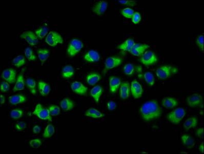 CYBRD1 antibody