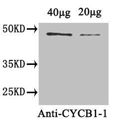 CYCB1-1 antibody