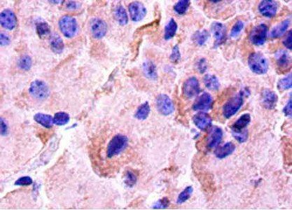 CREB1 Antibody