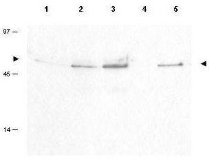 Cyclin B1 (phospho-S126) antibody