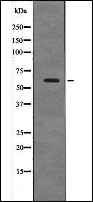 Cyclin B1 (Phospho-Ser128) antibody