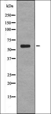 Cyclin B1 (Phospho-Ser133) antibody