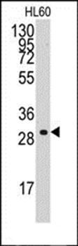 Cyclin C antibody