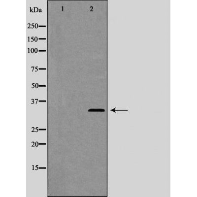 Cyclin C (Phospho-Ser275) antibody