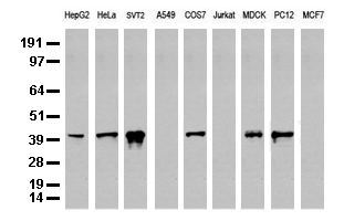 Cyclin Antibody