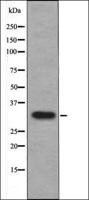 Cyclin D1 (Phospho-Ser90) antibody