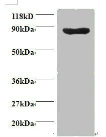 Cyclin-dependent kinase 11A antibody
