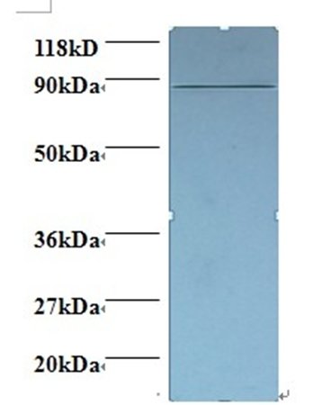 Cyclin-dependent kinase 11A antibody (Biotin)