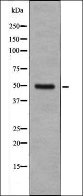 Cyclin E1 (Phospho-Ser399) antibody