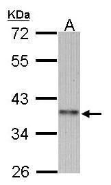 C4orf19 Rabbit Polyclonal Antibody