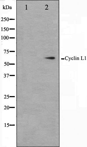 Cyclin L1 antibody