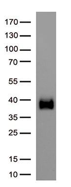 Cyclin Y (CCNY) antibody