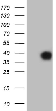 Cyclin Y (CCNY) antibody