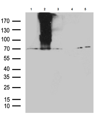 Cyclin Y (CCNY) antibody