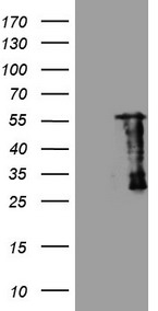 Cyclin Y (CCNY) antibody