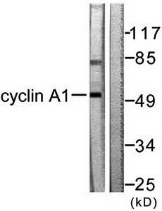 Cyclin A1 antibody