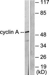 Cyclin A Antibody