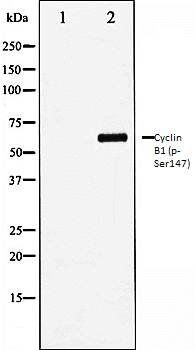 Cyclin B1 (phospho-Ser147) antibody