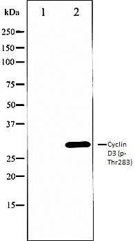 Cyclin D3 (phospho-Thr283) antibody