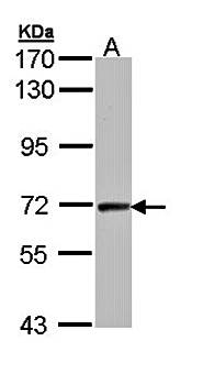 cyclin T2 antibody