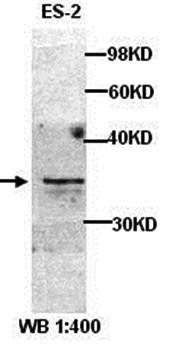 Cyclin D1 antibody