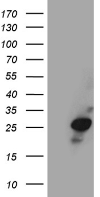 Cyclophilin F (PPIF) antibody