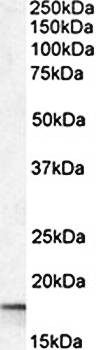 Goat anti-Cyclophilin A / PPIA Antibody
