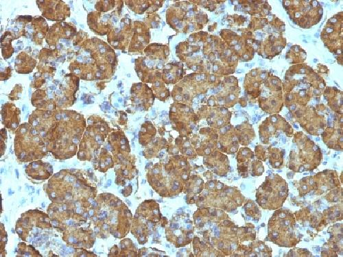 CYCS Antibody