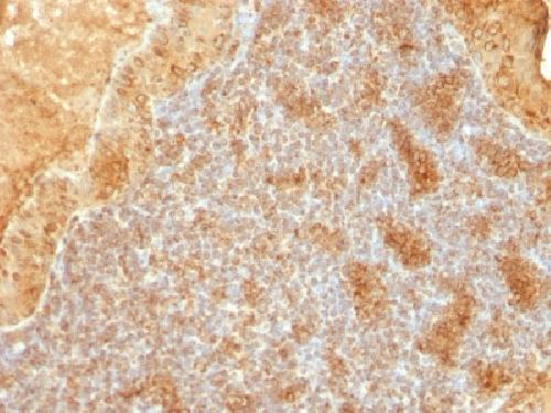 CYCS Antibody