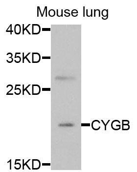 CYGB antibody