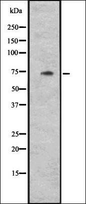 CYLC1 antibody