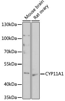 CYP11A1 antibody